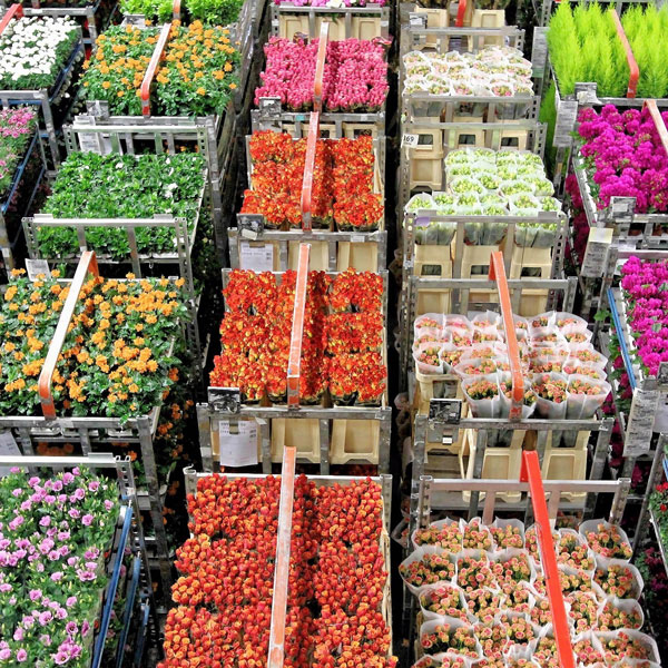 Straight from the Auction